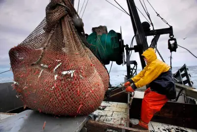 New England shrimp catch shrinks with moratorium back on the menu