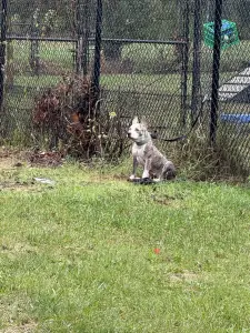 Connecticut pup abandoned, tied to fence during heavy nor’easter downpours