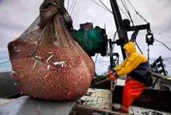 New England shrimp catch shrinks with moratorium back on the menu