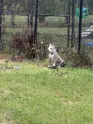 Connecticut pup abandoned, tied to fence during heavy nor’easter downpours